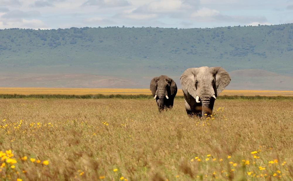 
2  Day Tarangire National Park & Ngorongoro Safari