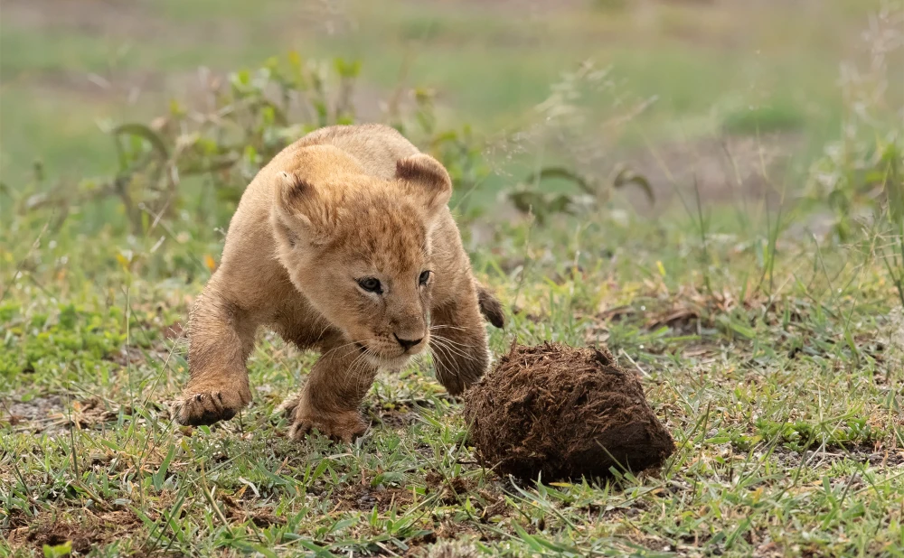 
3 Day Serengeti National Park and Ngorongoro Crater Safari
