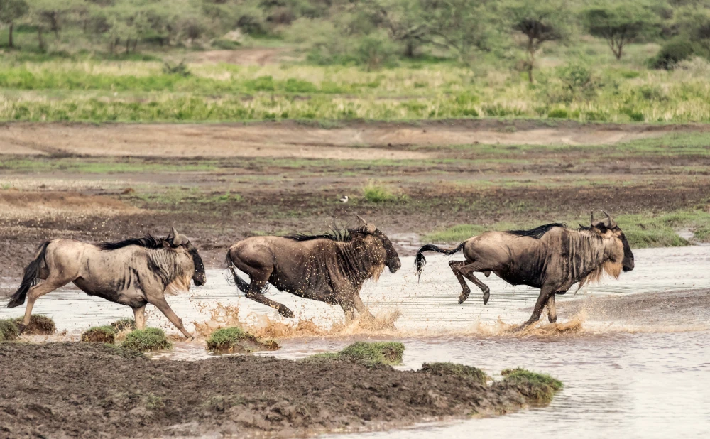 
7 Day Serengeti Migration Safari