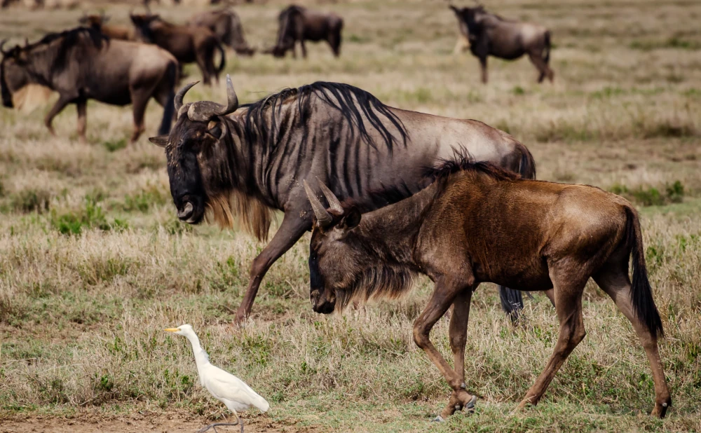 
4  Day Serengeti Great Wildebeest Migration safari