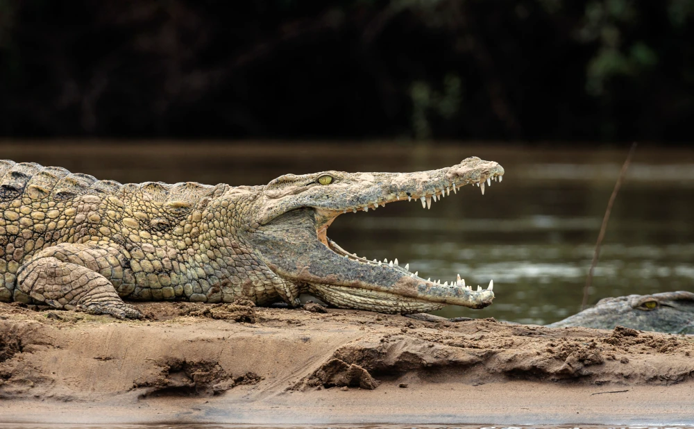 
4  Day Mikumi & Nyerere National Parks Adventure
