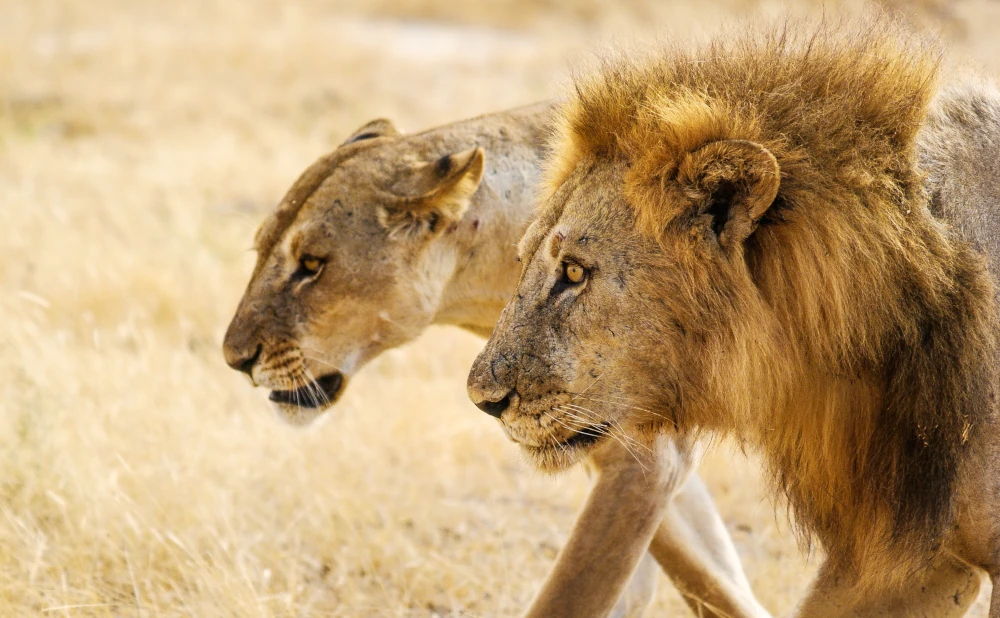 
3  Day Nyerere National Park  Safari