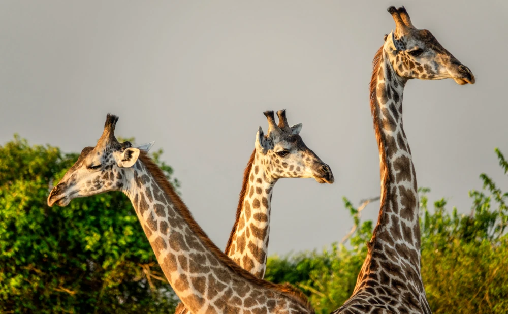 
2   Days Nyerere National Park Safari