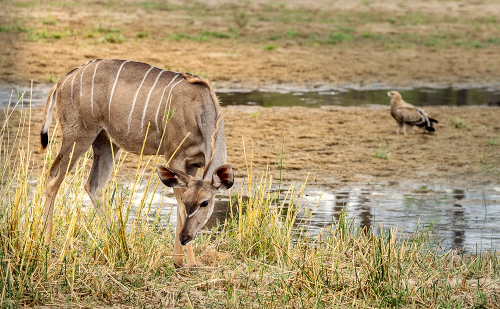 
4 Days Ruaha National Park Safari