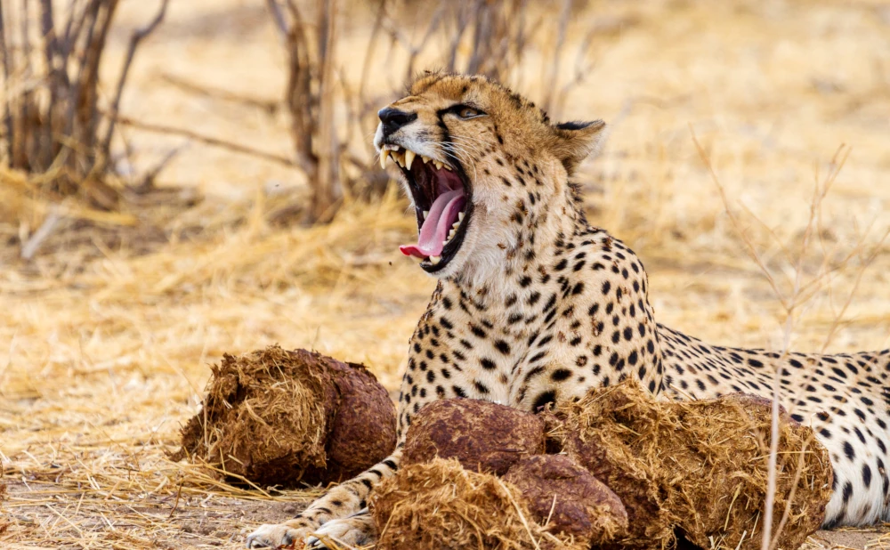 
7   Day Mikumi , Udzungwa & Ruaha National Park Safari