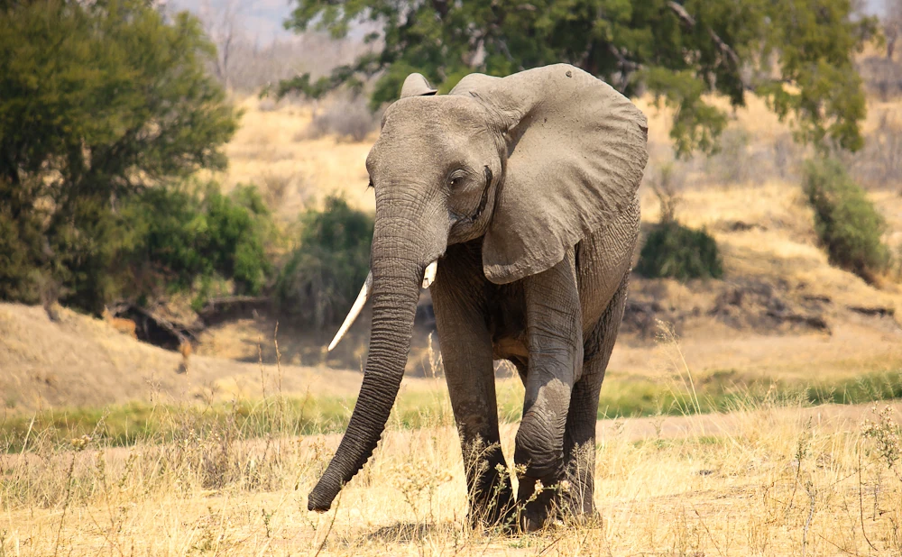
5 Day Ruaha National Park Safari Adventure.