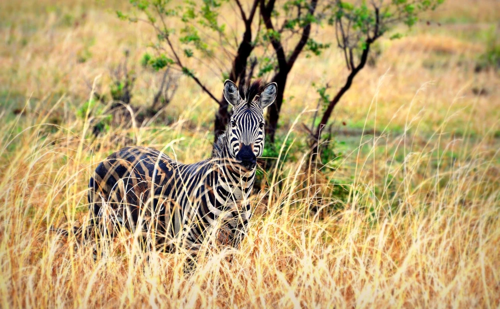 
2  Day Mikumi National Park Midrange Safari