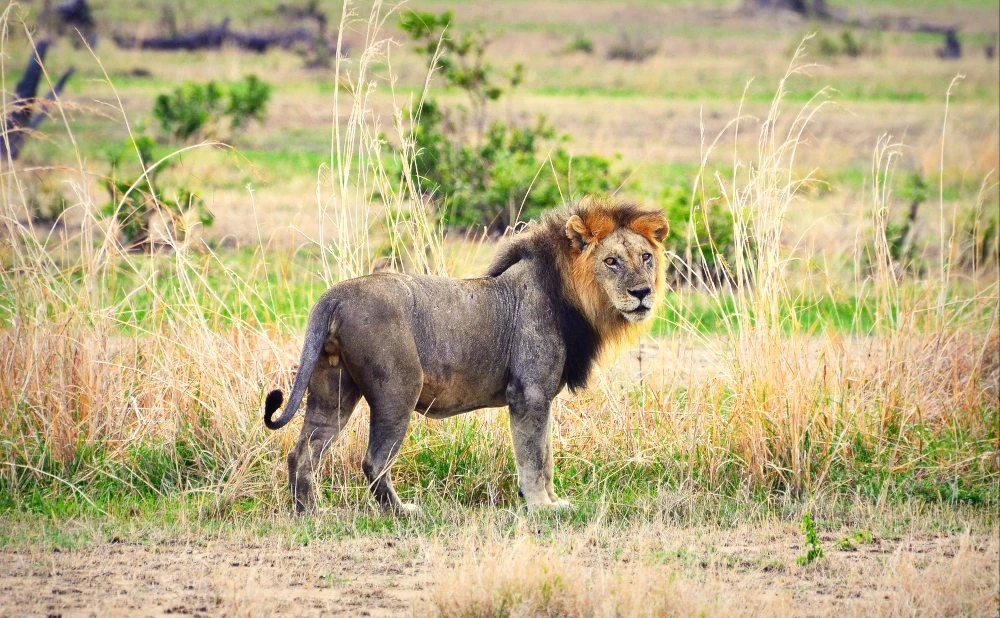
3 Day Mikumi National Park Safari