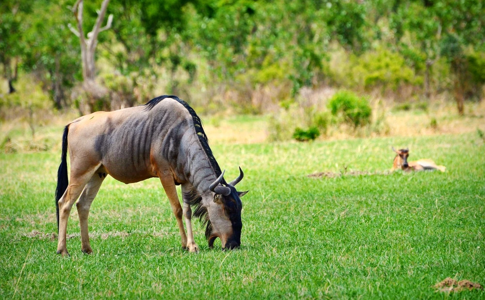 
2   Day Mikumi National Park Camping Safari