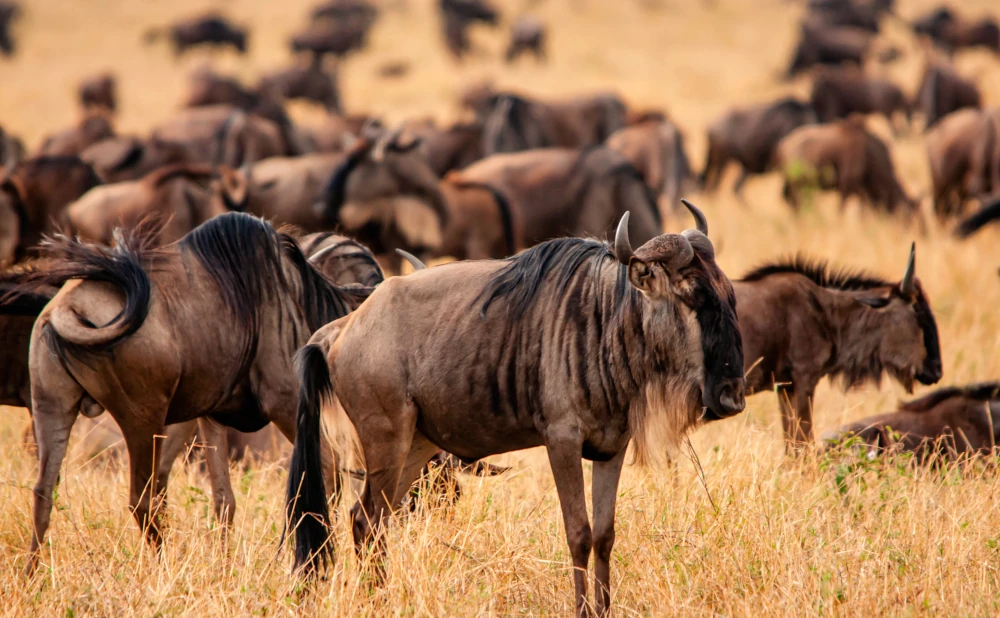 
7  Day Ndutu Migration Safari Calving Season