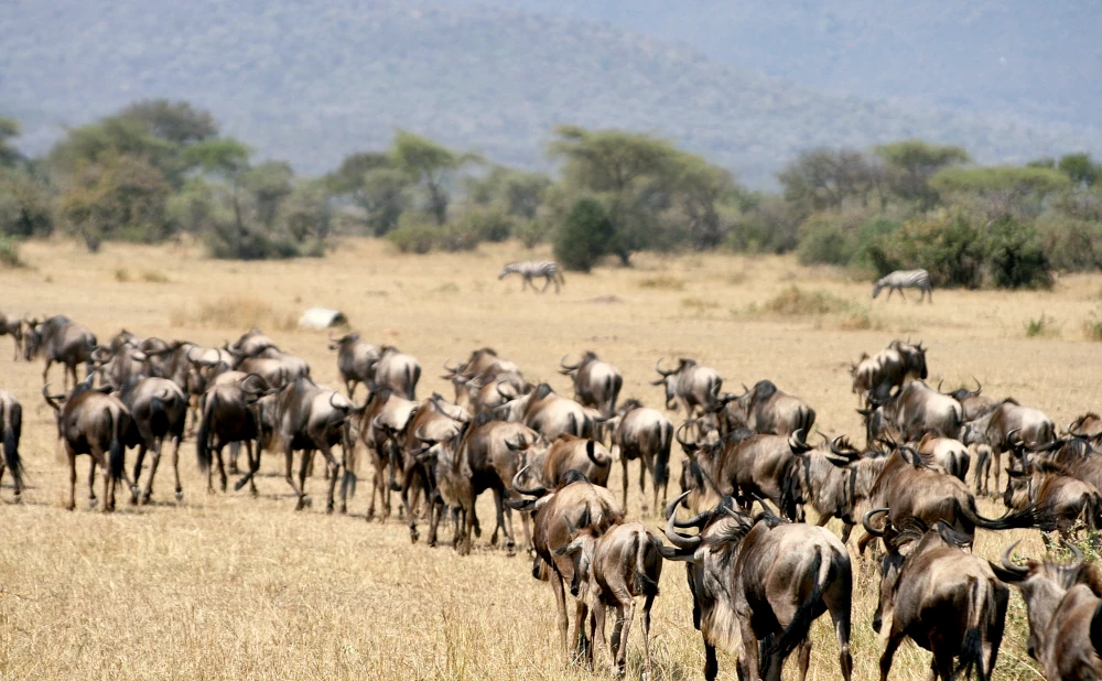 
6  Day  Ndutu Migration Safari- Calving Season