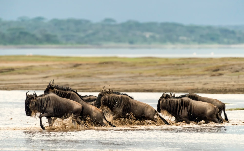
6 Day Serengeti Migration Safari