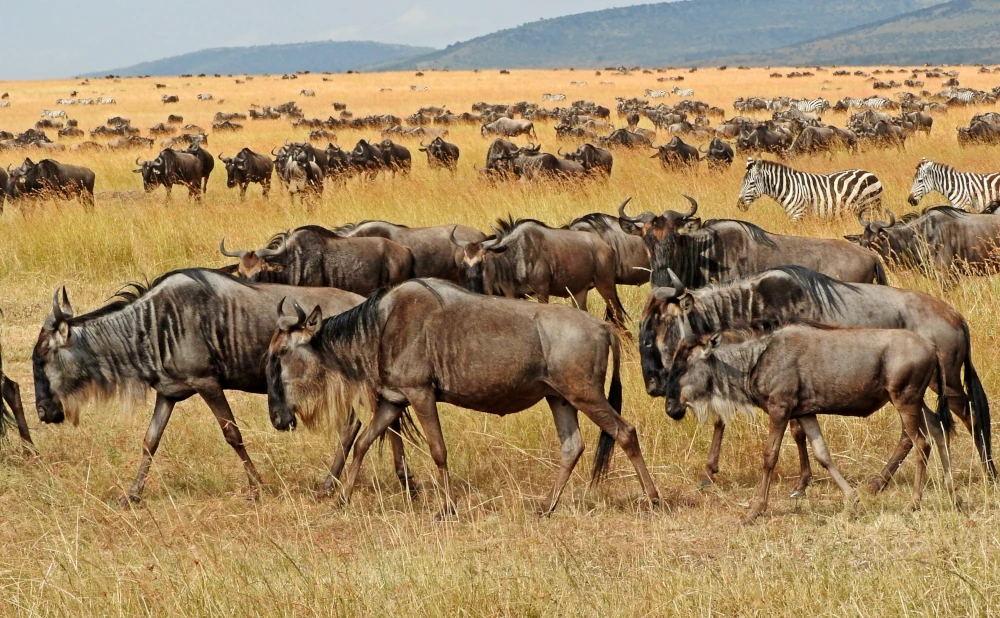 
4  Day Ndutu Migration Safari- Calving Season