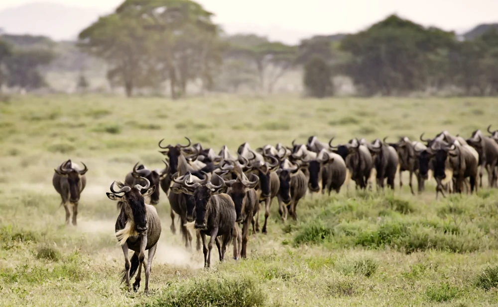 
3 Day  Ndutu Miration Safari -Calving Season