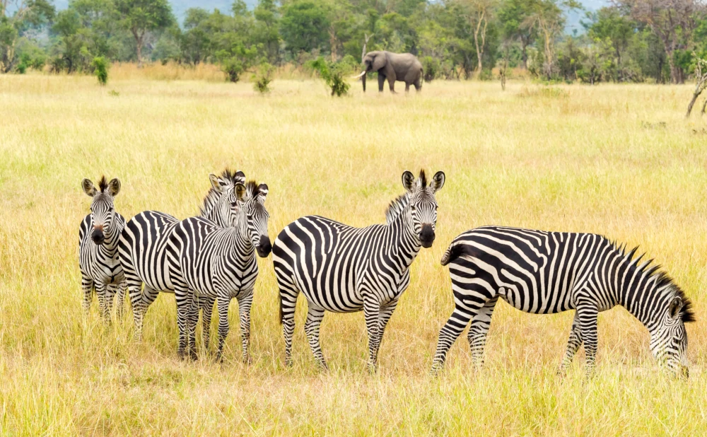 
5 Day Nyerere, Mikumi and Udzungwa Safari Adventure