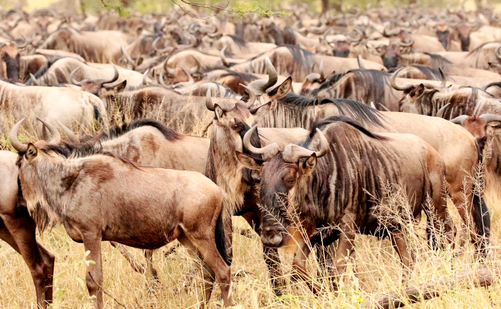 
The Ultimate Serengeti Migration Adventure