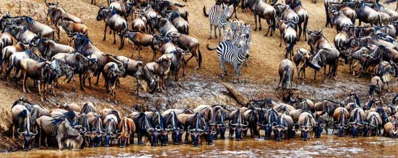 
Witness the Greatest Show on Earth: The Wildebeest Migration in Tanzania