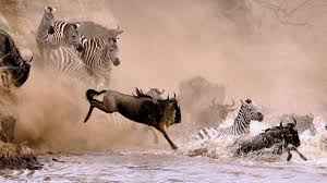 
Top 5 National Parks in Tanzania You Shouldn’t Miss