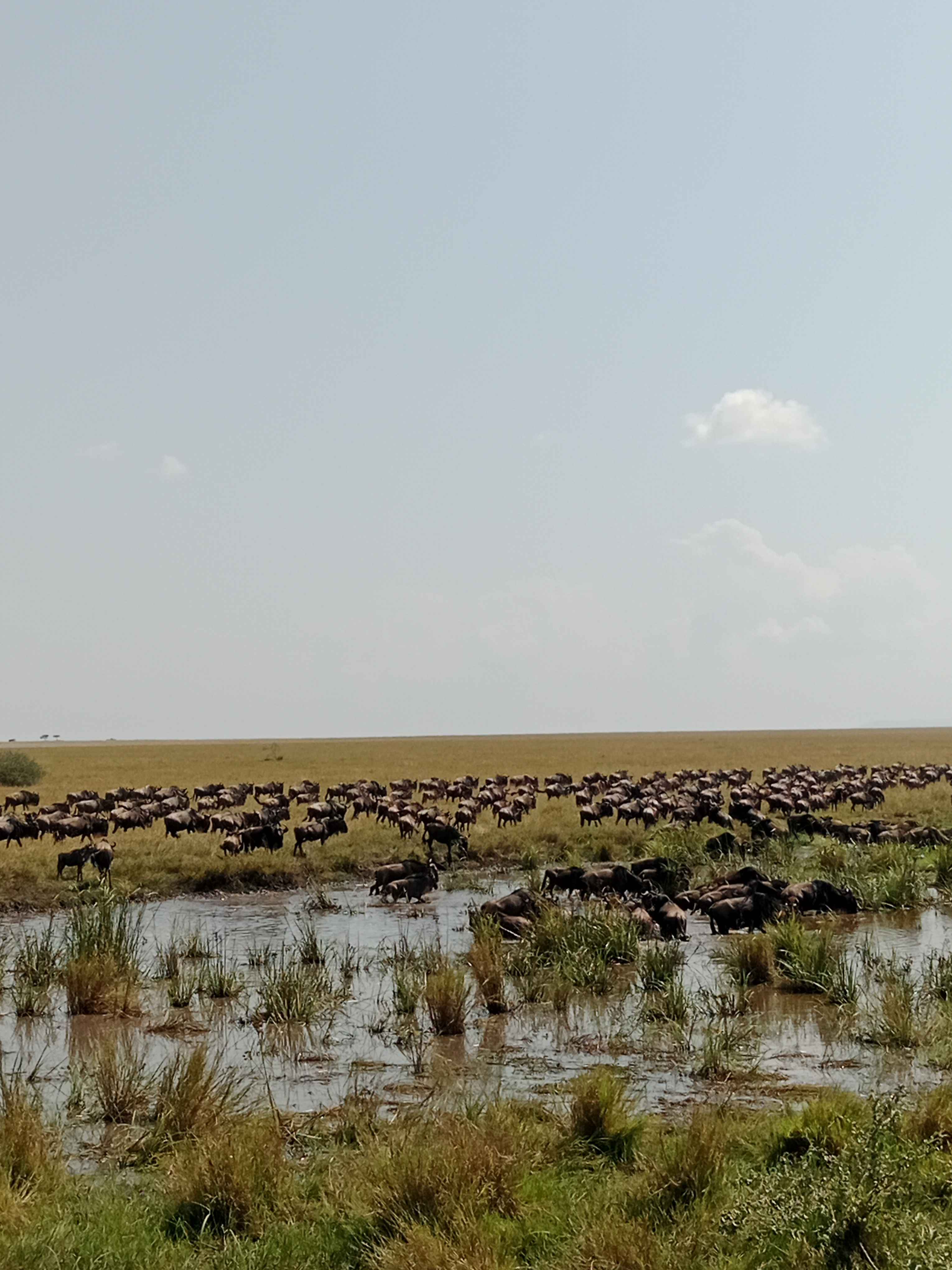 
14 Days The Great North Migration-Mara River Crossing
